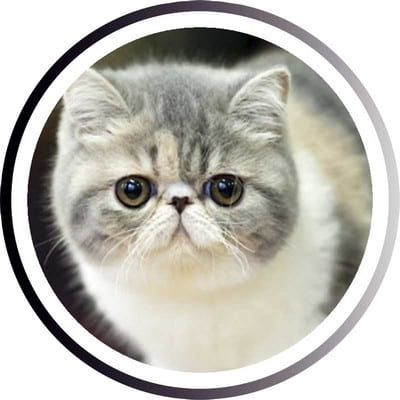 Самые популярные кошки: ТОП пород, которых любит весь мир