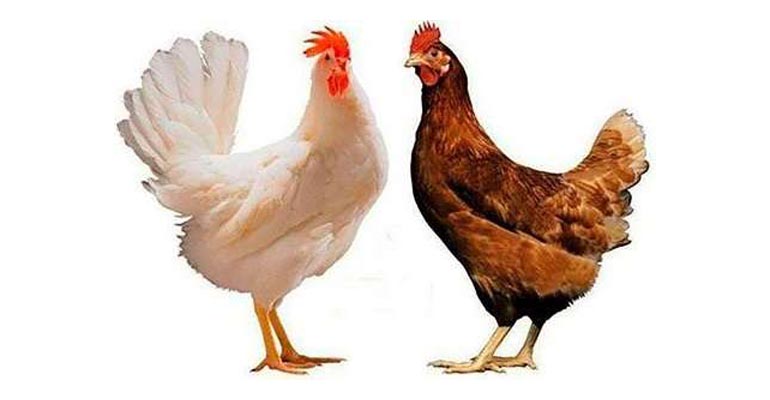 белые куры несушки породы