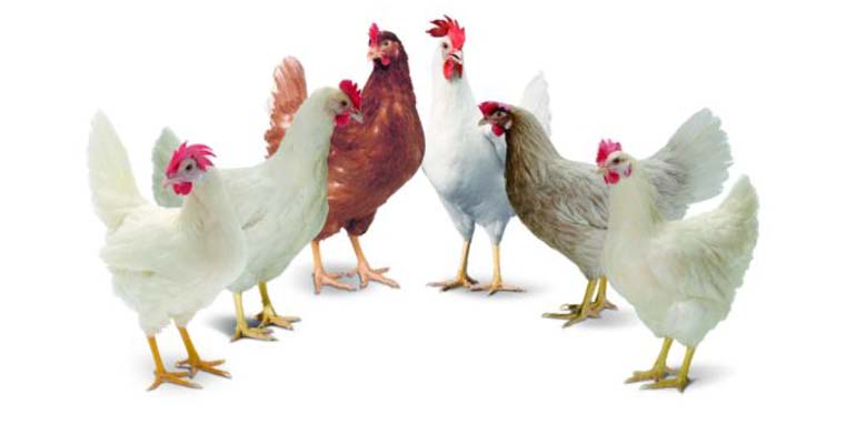 породы кур несушек с фото