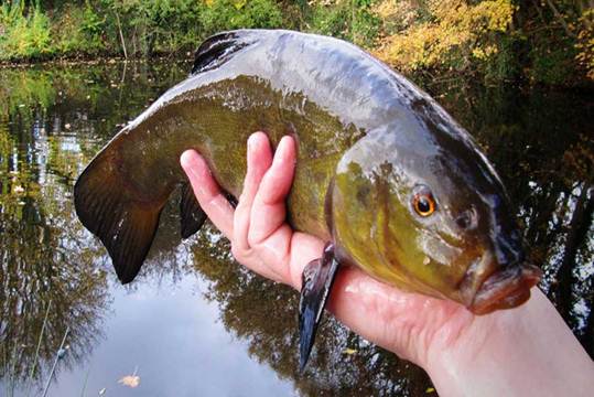 Ловля линя осенью: на поплавочную удочку, фидер и донку