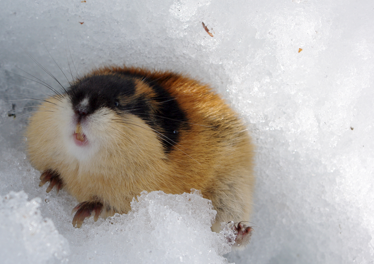 Лемминг Лемминг