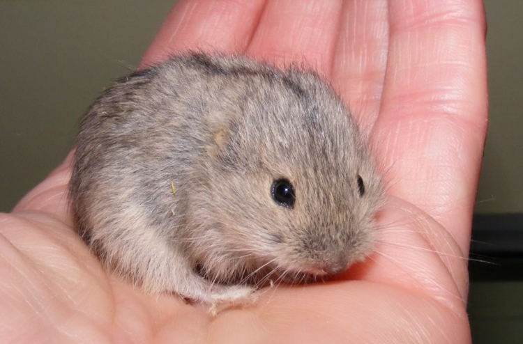 Лемминг Лемминг