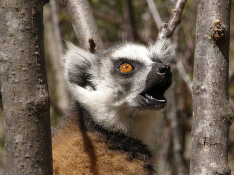 Кошачий лемур