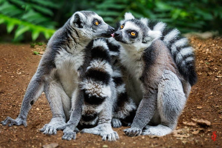 Кошачий лемур