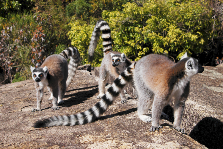 Кошачий лемур