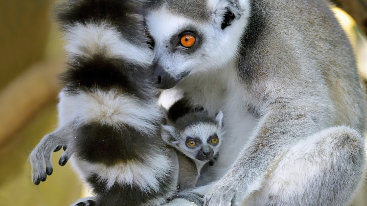 Кошачий лемур