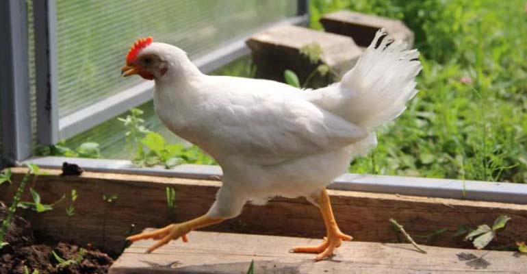 куры несушки описание пород