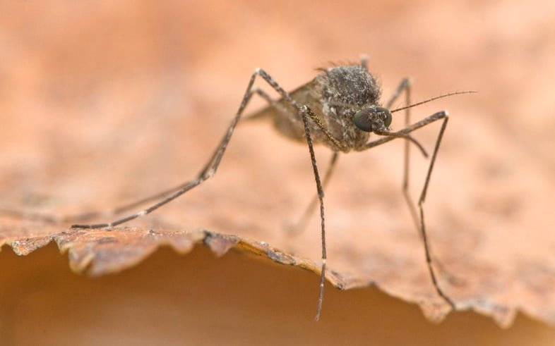 Жалящие комары (Culiseta alaskaensis) на Аляске