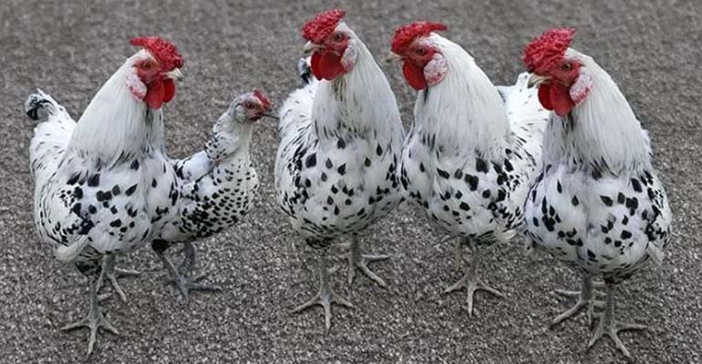 какая порода курица несушка лучшая