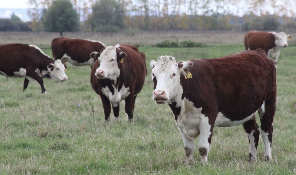 Уход за коровой: правила содержания и обращения