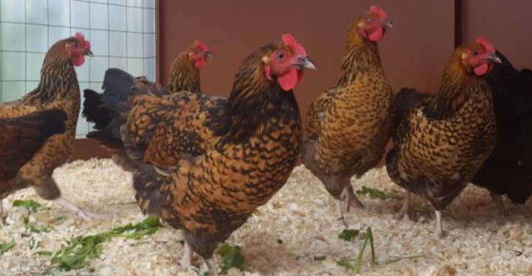 породы кур несушек с фотографиями и названиями