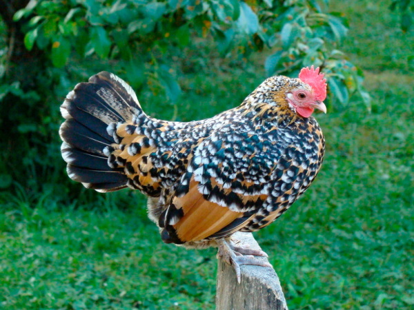Куры Виандот. Фото и описание, отзывы