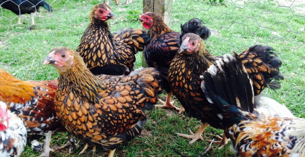 Куры Виандот. Фото и описание, отзывы