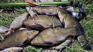 Ловля линя осенью: на поплавочную удочку, фидер и донку