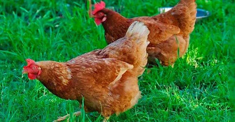 породы кур несушек которые несут