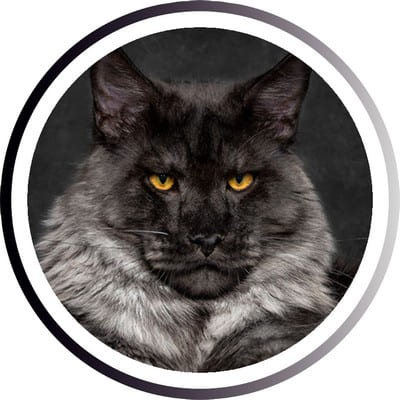 Самые популярные кошки: ТОП пород, которых любит весь мир