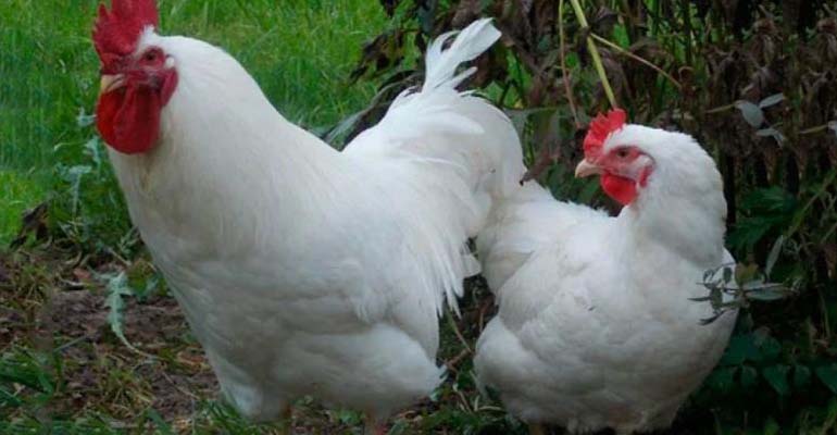 куры несушки лучшие породы для дома