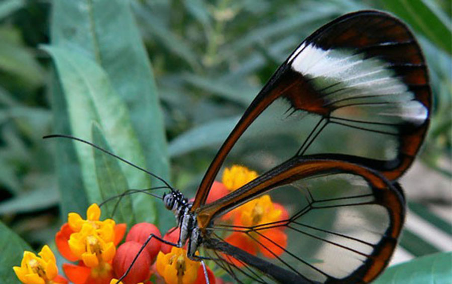 Фото: DR 14 прозрачных животных