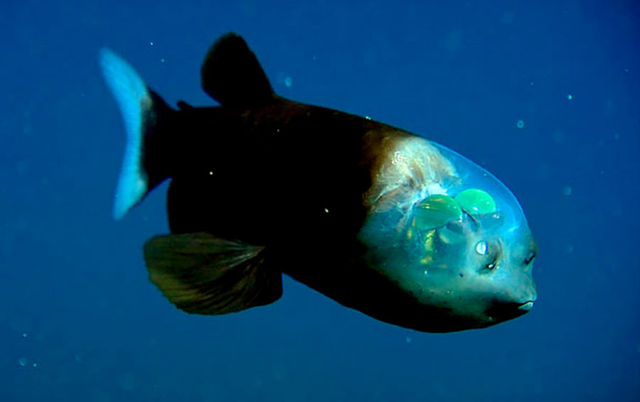 Фото: DR 14 прозрачных животных