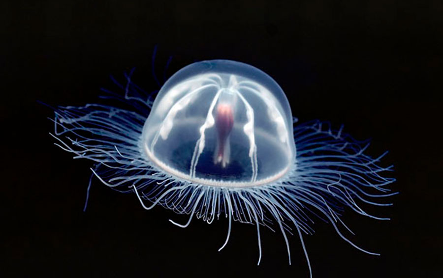 Фото: DR 14 прозрачных животных