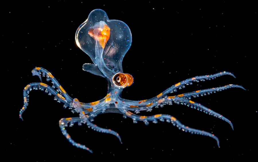 Фото: DR 14 прозрачных животных