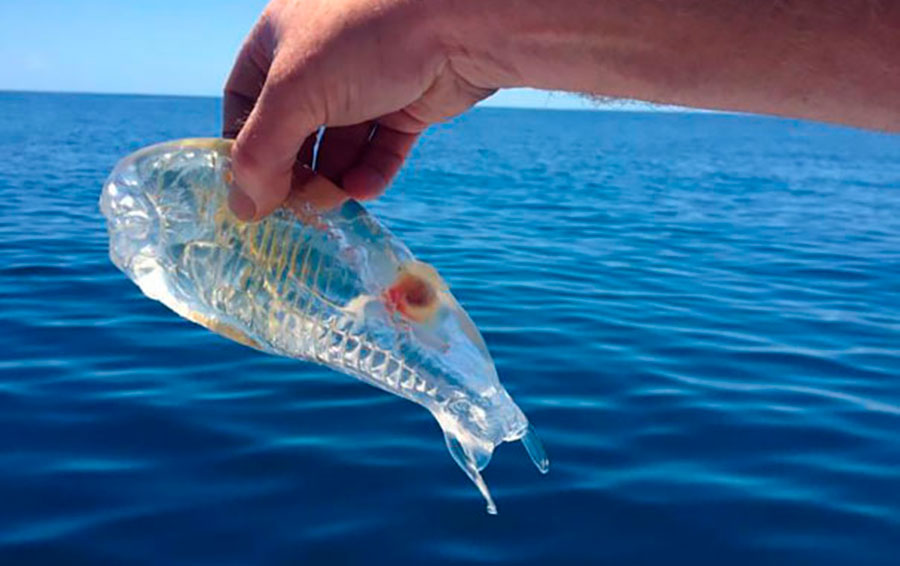 Фото: DR 14 прозрачных животных