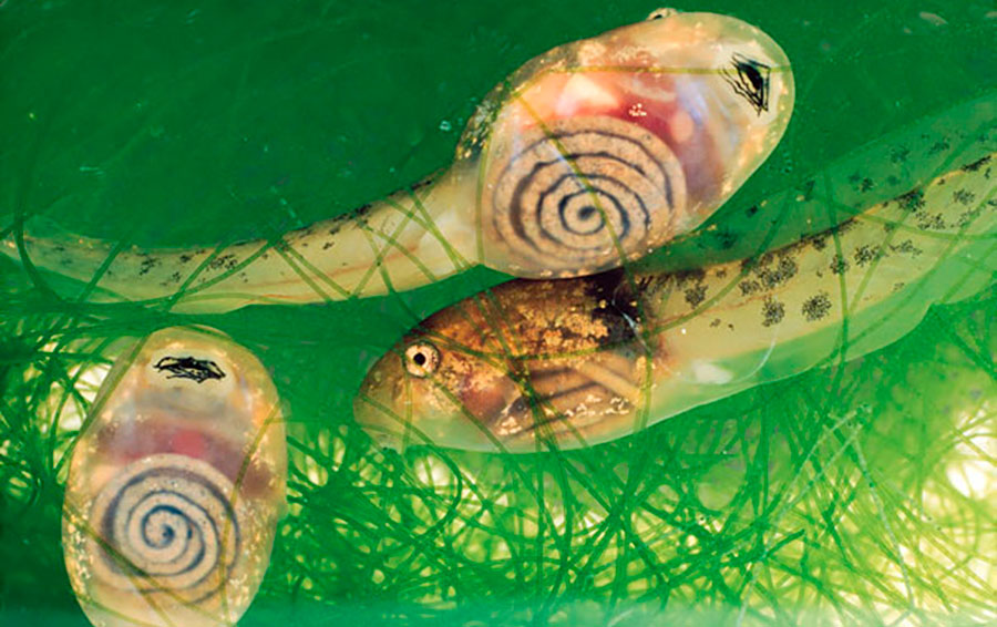 Фото: DR 14 прозрачных животных