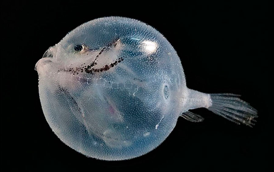 Фото: DR 14 прозрачных животных