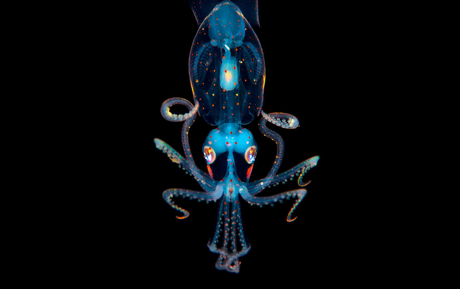 Фото: DR 14 прозрачных животных