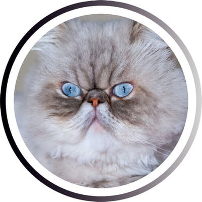 Самые популярные кошки: ТОП пород, которых любит весь мир