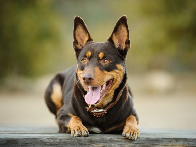 Австралийский келпи Австралийский келпи