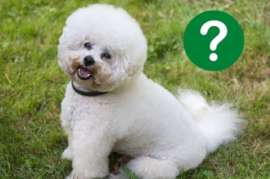 Бишон фризе: достоинства и недостатки