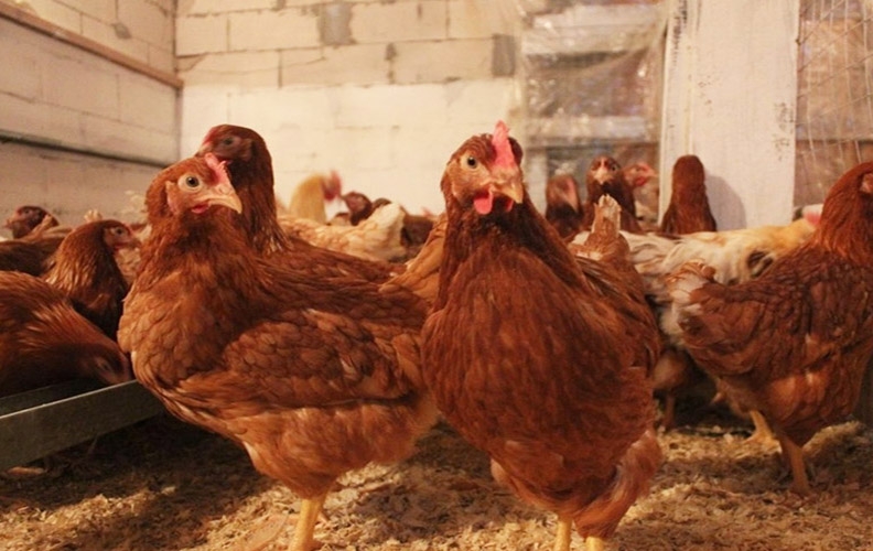 Подросшие курочки породы родонит