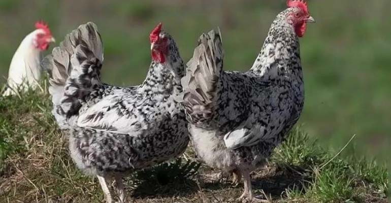 порода кур домашняя несушка