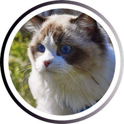 Самые популярные кошки: ТОП пород, которых любит весь мир