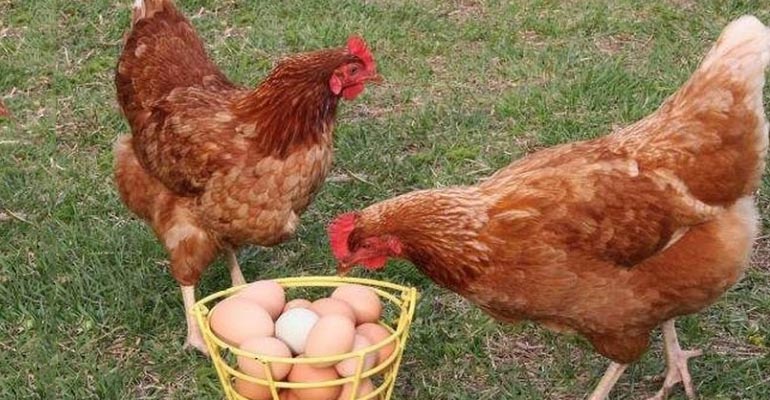 породы кур несушек с фотографиями и описанием