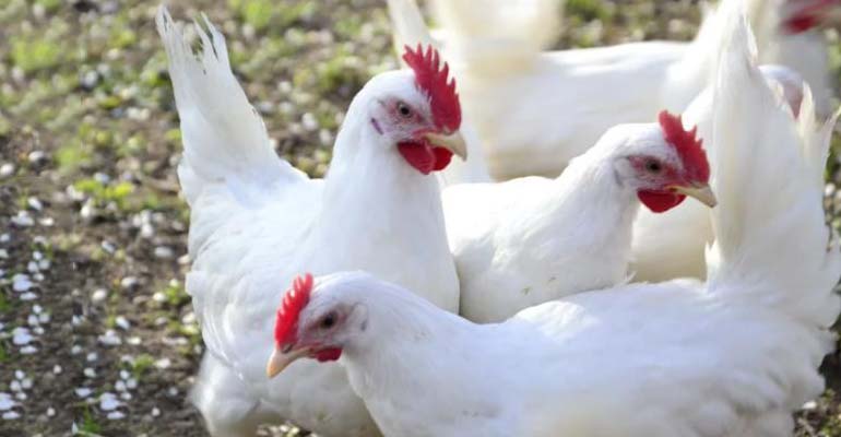 несушки куры породы для дома