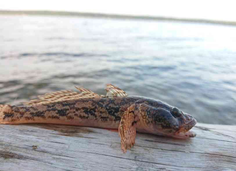 свежий ротанг