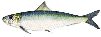 Какая бывает сельдь: названия, разновидности, интересные факты