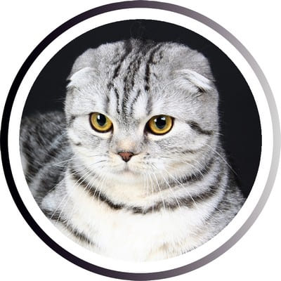 Самые популярные кошки: ТОП пород, которых любит весь мир