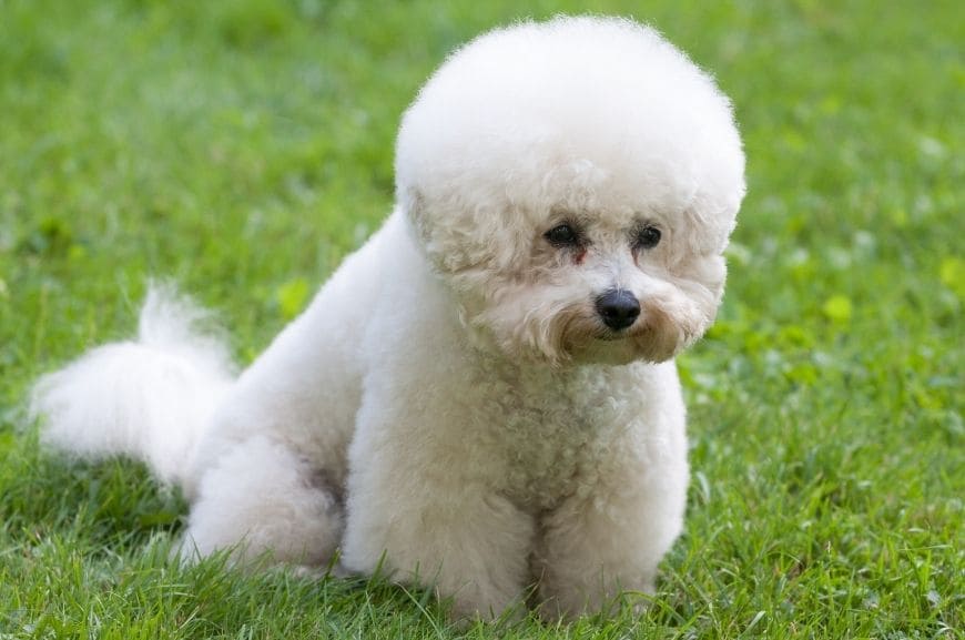 Стандарт породы бишон фризе