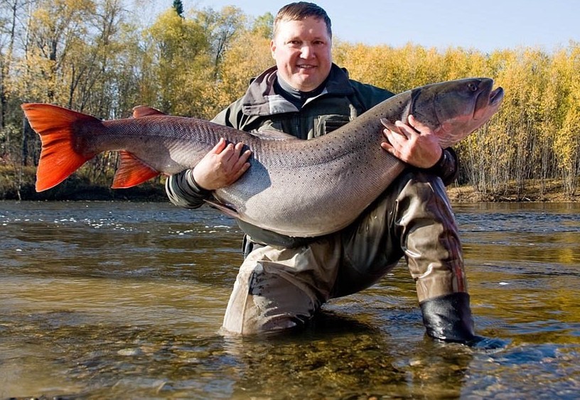таймень из семейства лососевых