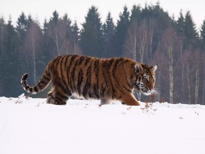 Амурский тигр идет по глубокому снегу в тайге или северном лесу