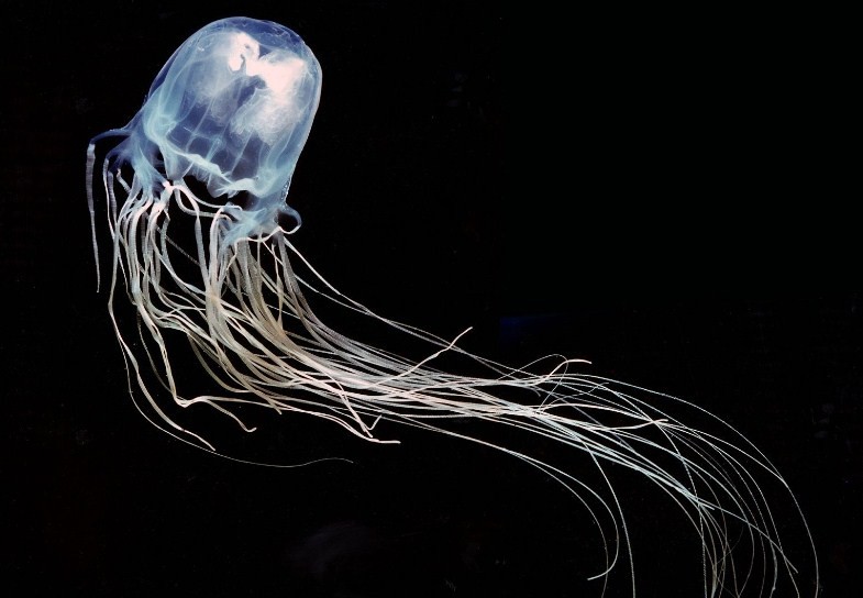 как выглядит кубомедуза