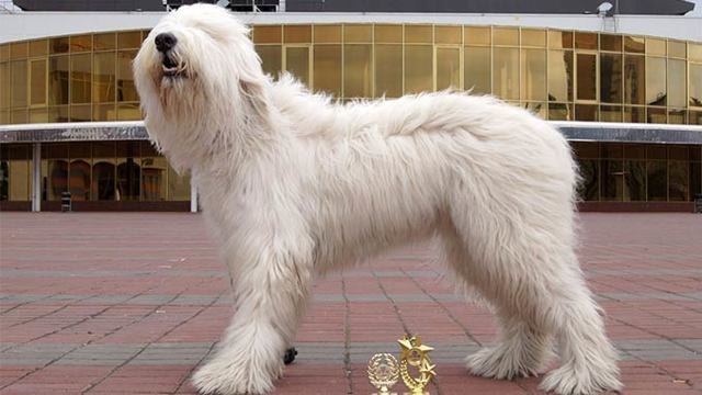 Южнорусская овчарка – описание породы, стандарты и особенности содержания