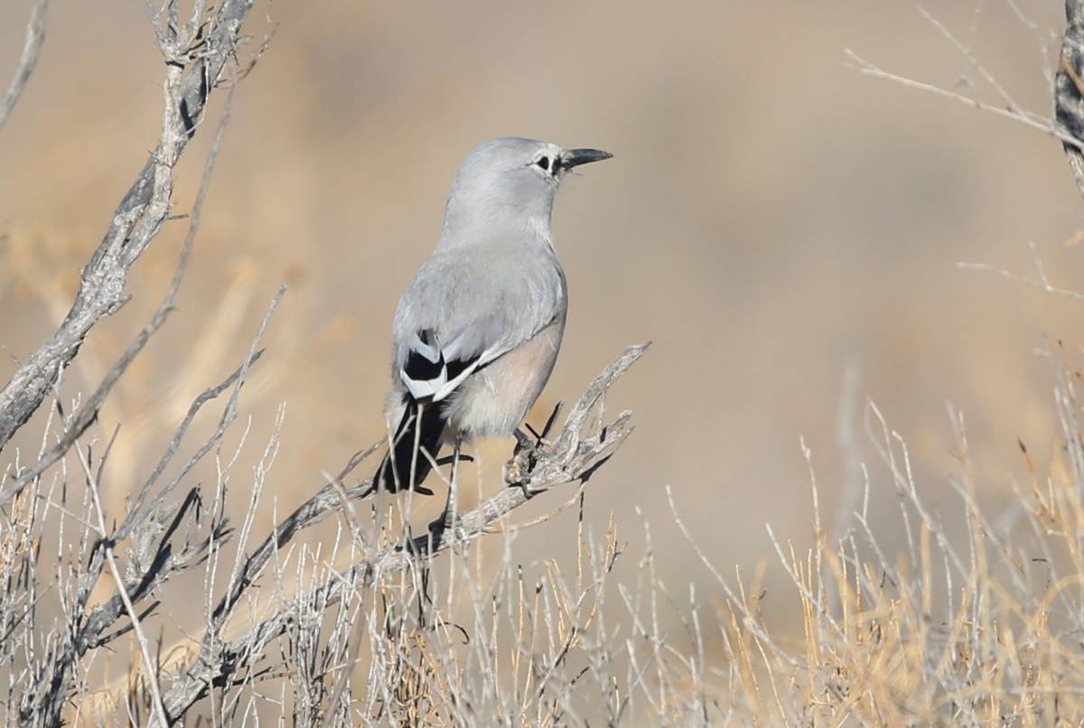 Саксауловая сойка