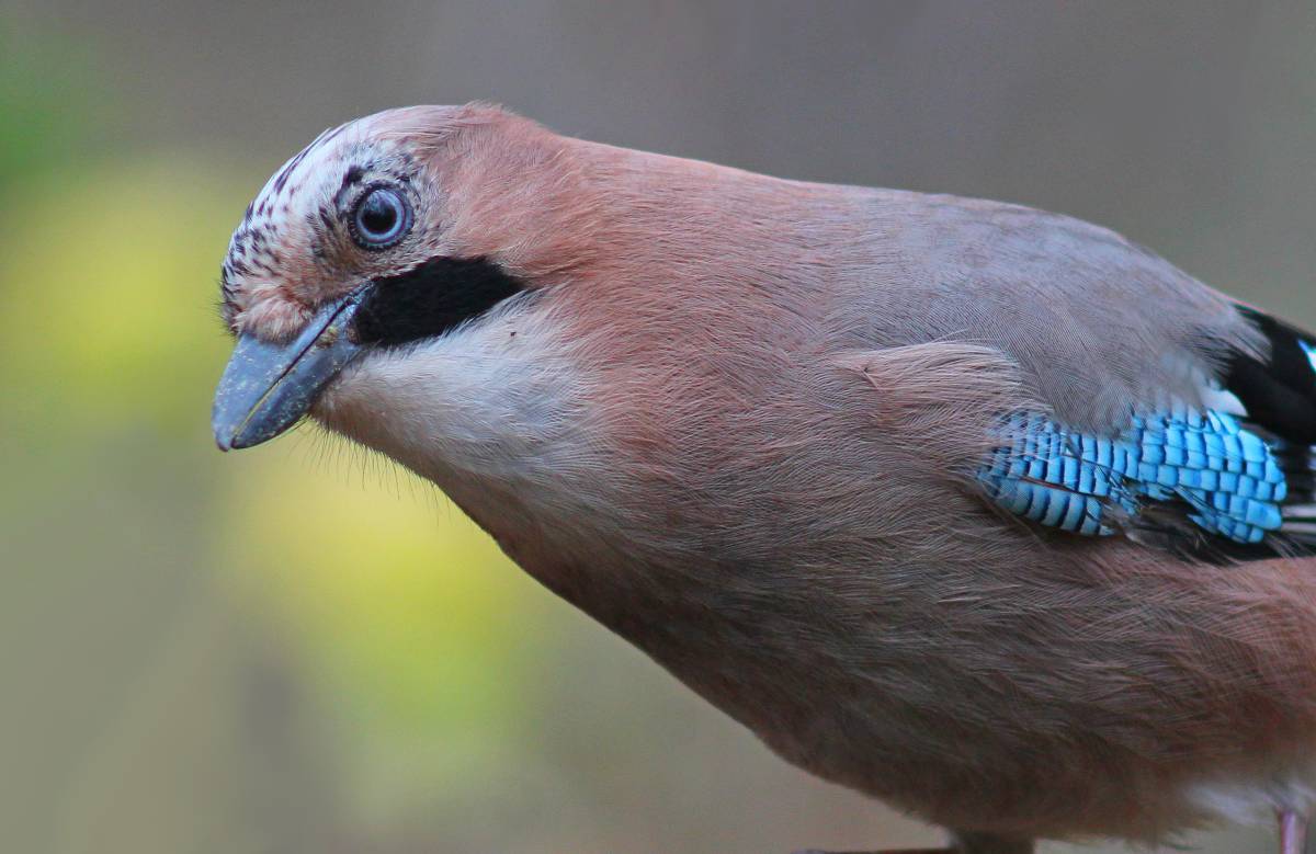 джей вблизи