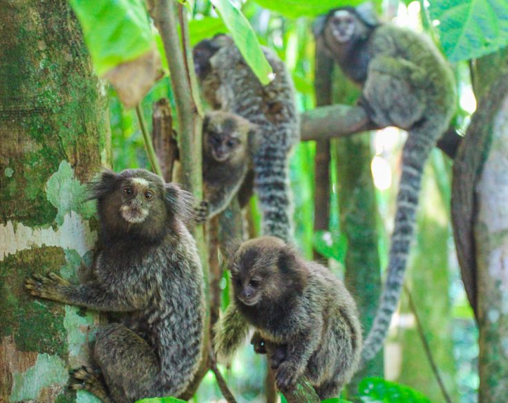 Самая маленькая обезьяна мира, самые миниатюрные обезьяны на планете
