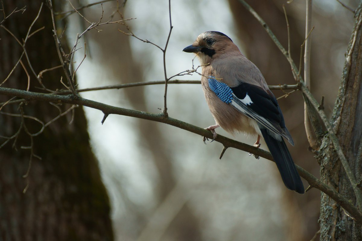 джей в лесу
