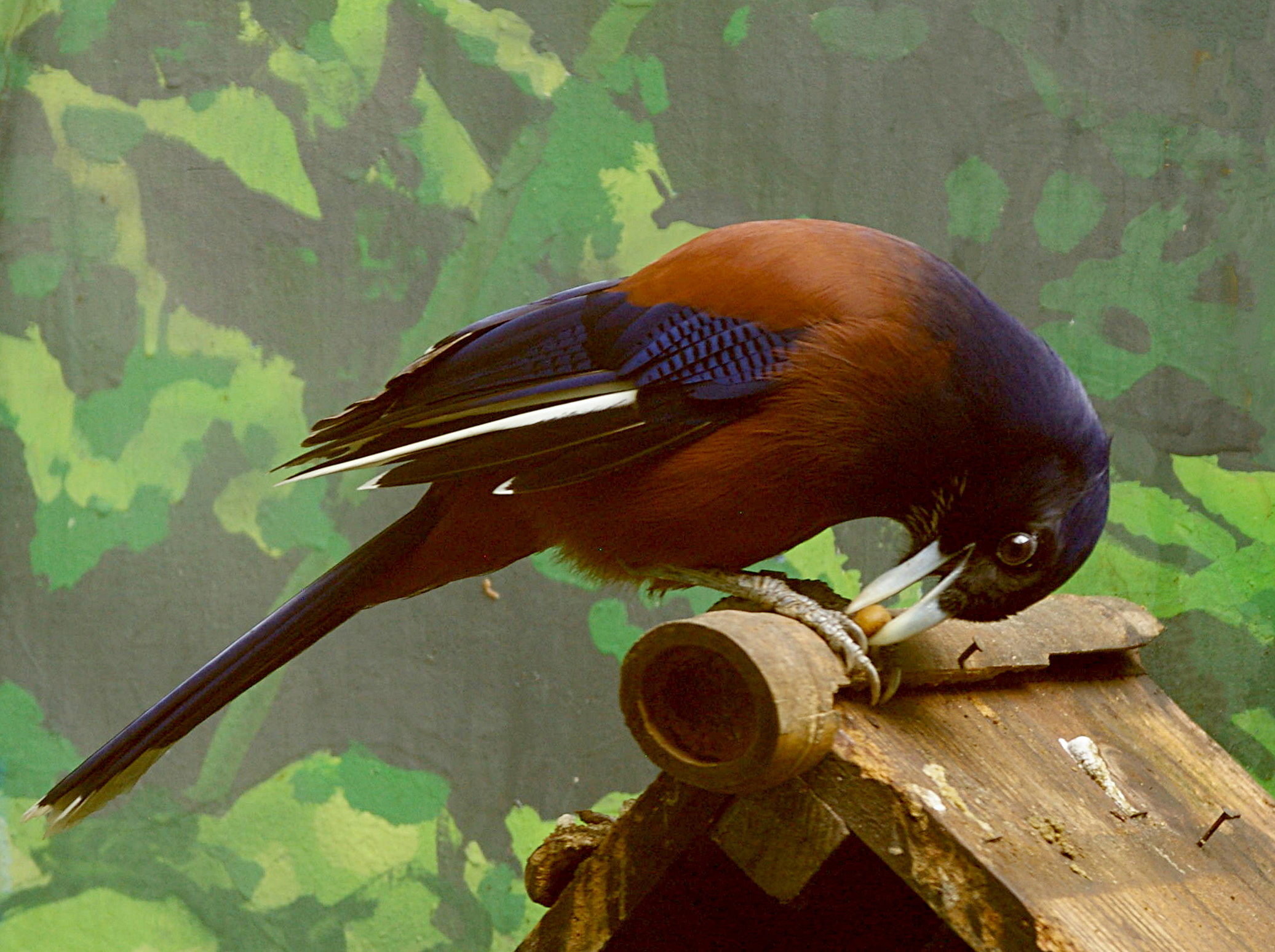 украшенная сойка